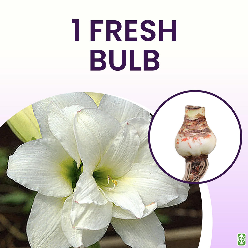 Marde Ross Alaska Triple White bulb base texture detail highlighting healthy material