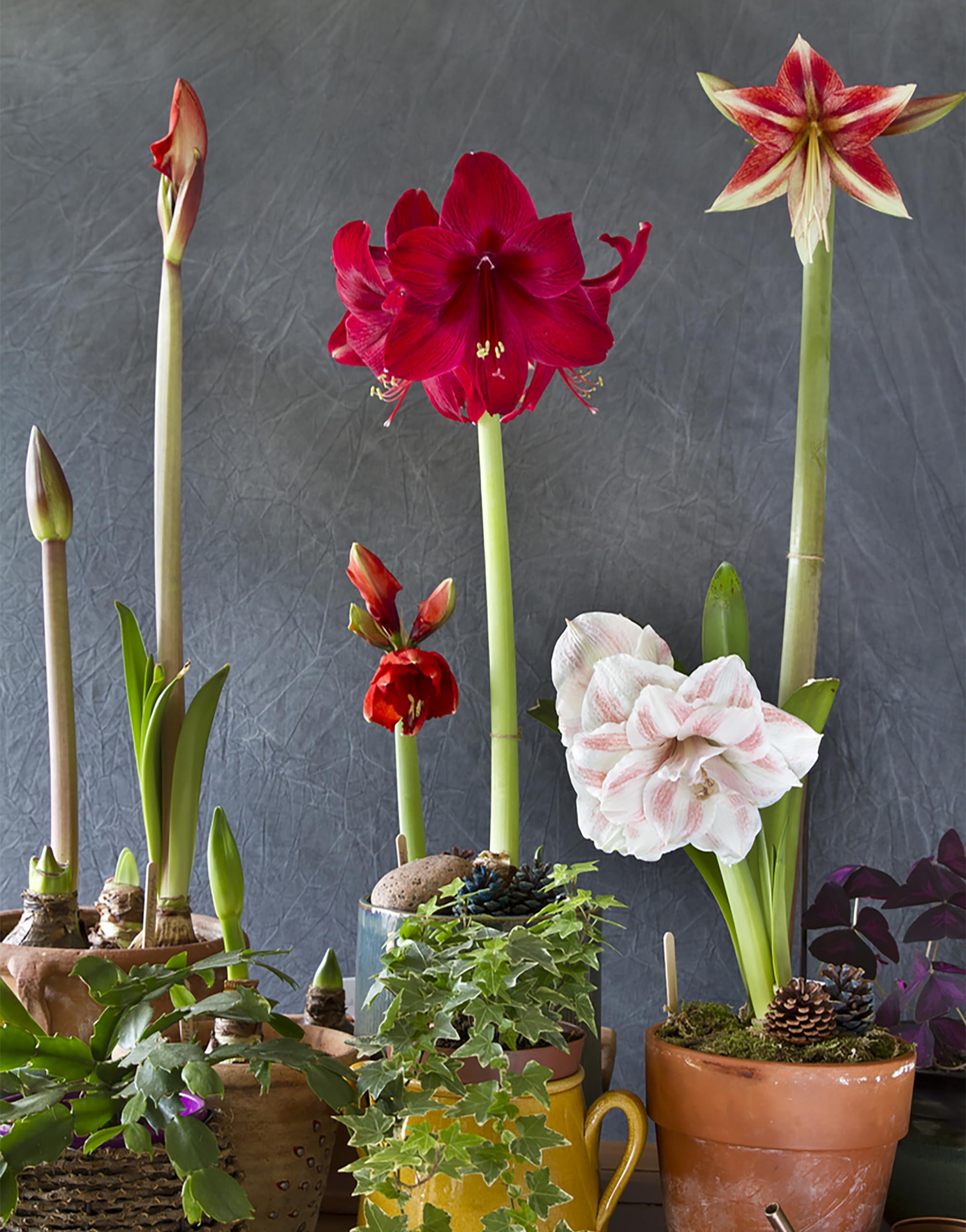 Marde Ross Amadeus bulb close-up revealing healthy 28–30 cm size for stronger stems benefit