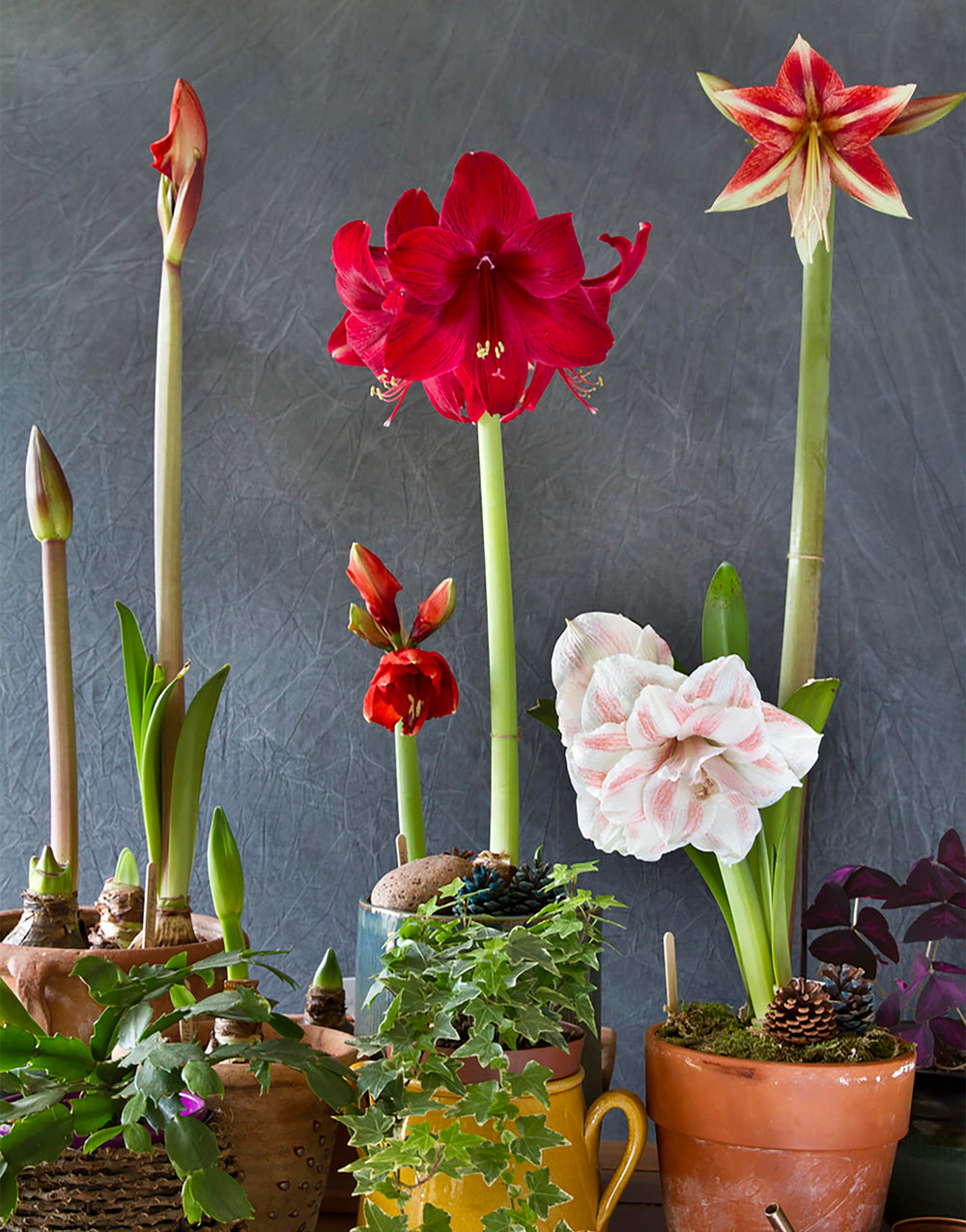 Marde Ross Amadeus bulb close-up revealing healthy 28–30 cm size for stronger stems benefit