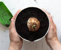Marde Ross Amadeus planted in a decorative pot demonstrating indoor styling and easy care benefit