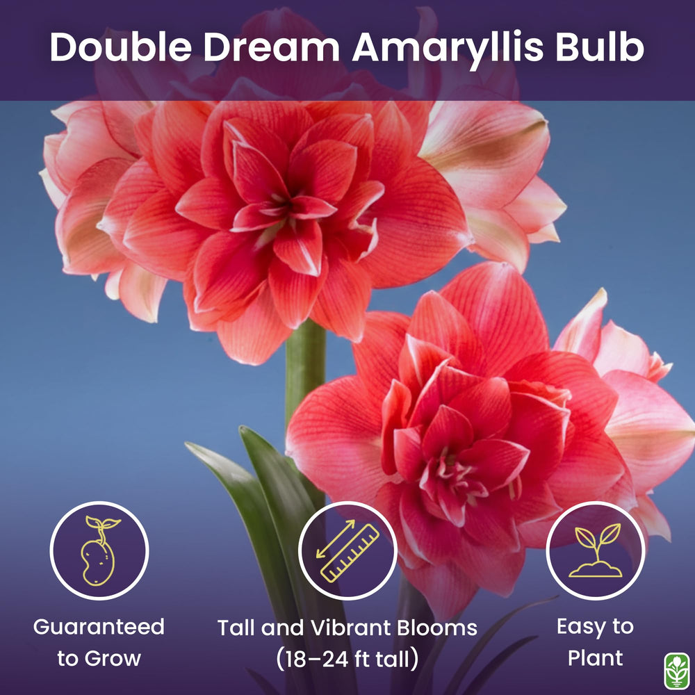 Marde Ross amaryllis bulb close-up showing firm texture for reliable planting