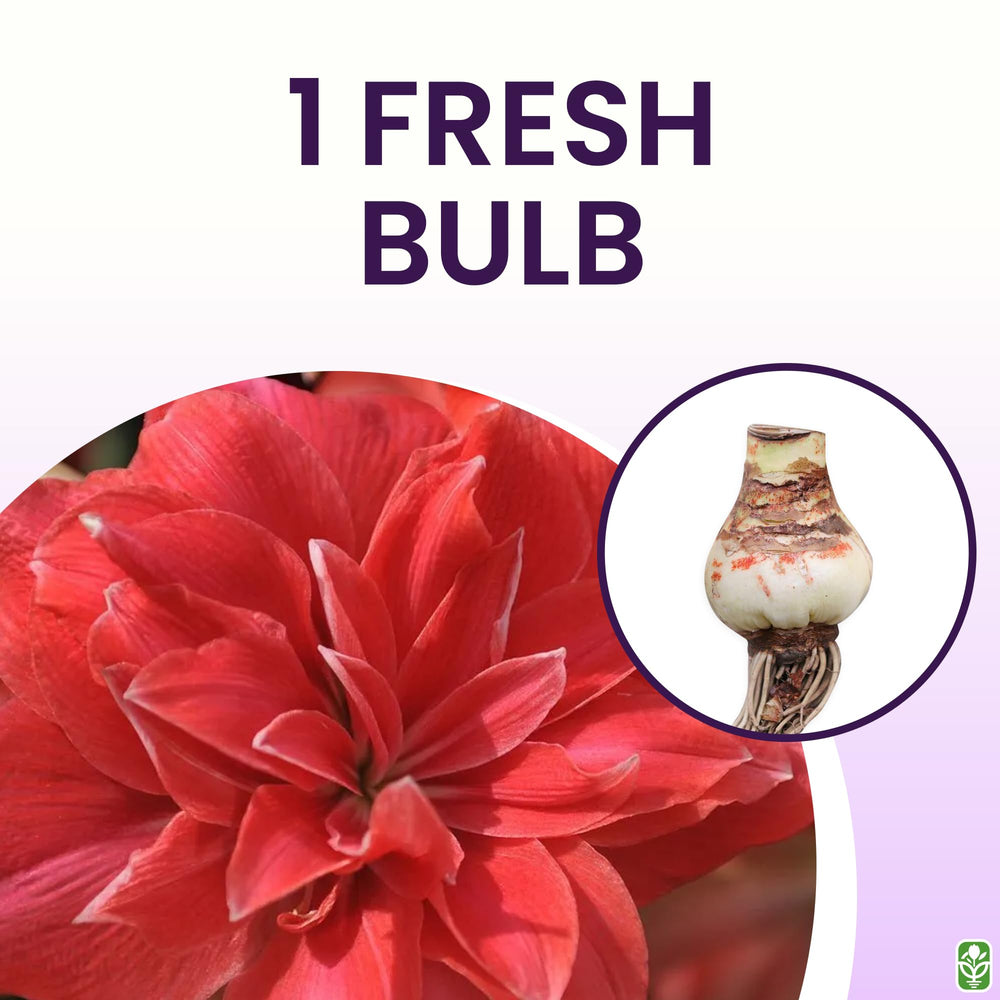 Marde Ross amaryllis in pot staged indoors providing instant seasonal decor