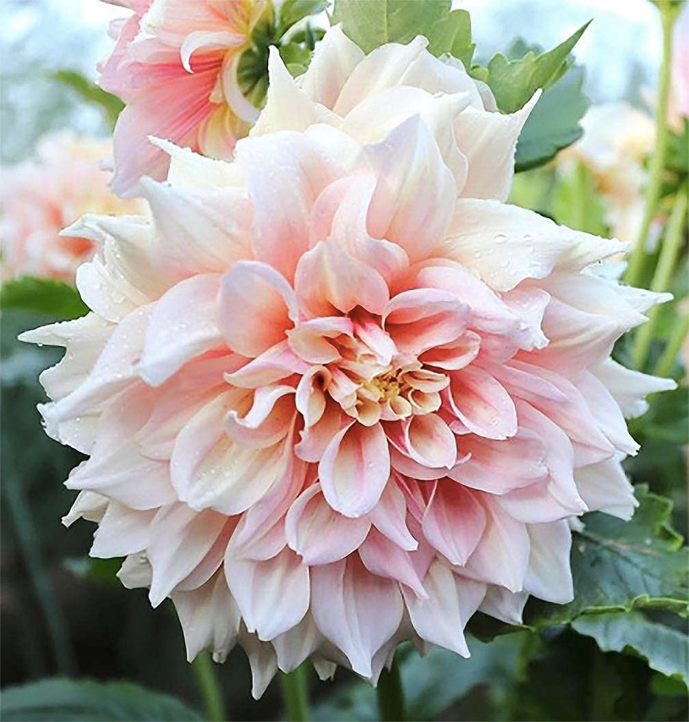 Marde Ross & Company front view of dahlia plant showing vibrant multi-colored blooms and curb appeal