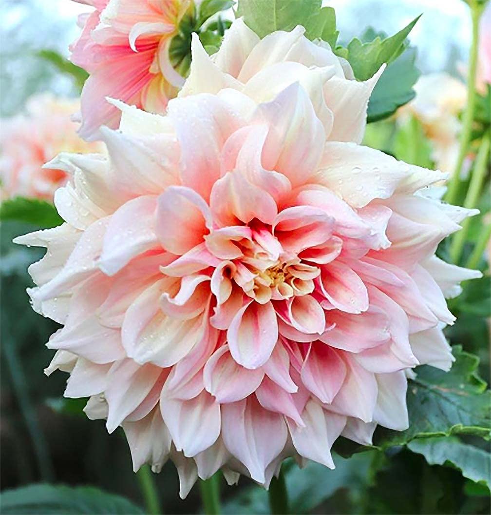 Marde Ross & Company front view of dahlia plant showing vibrant multi-colored blooms and curb appeal