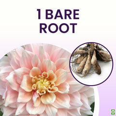 Marde Ross & Company detailed multi-colored dahlia petals highlighting color variation and visual impact