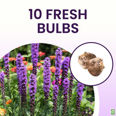 Marde Ross & Company individual bulb size and surface detail showing planting readiness