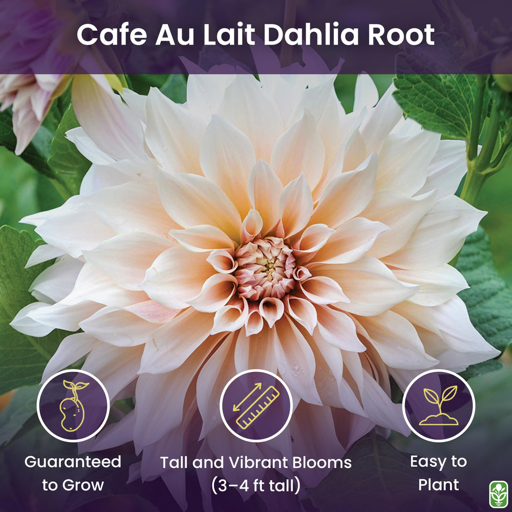 Marde Ross Cafe Au Lait close-up of petal texture highlighting durable petals and rich yellow color