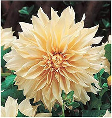 Marde Ross Cafe Au Lait front view showing a full yellow dinner-plate bloom for dramatic focal points
