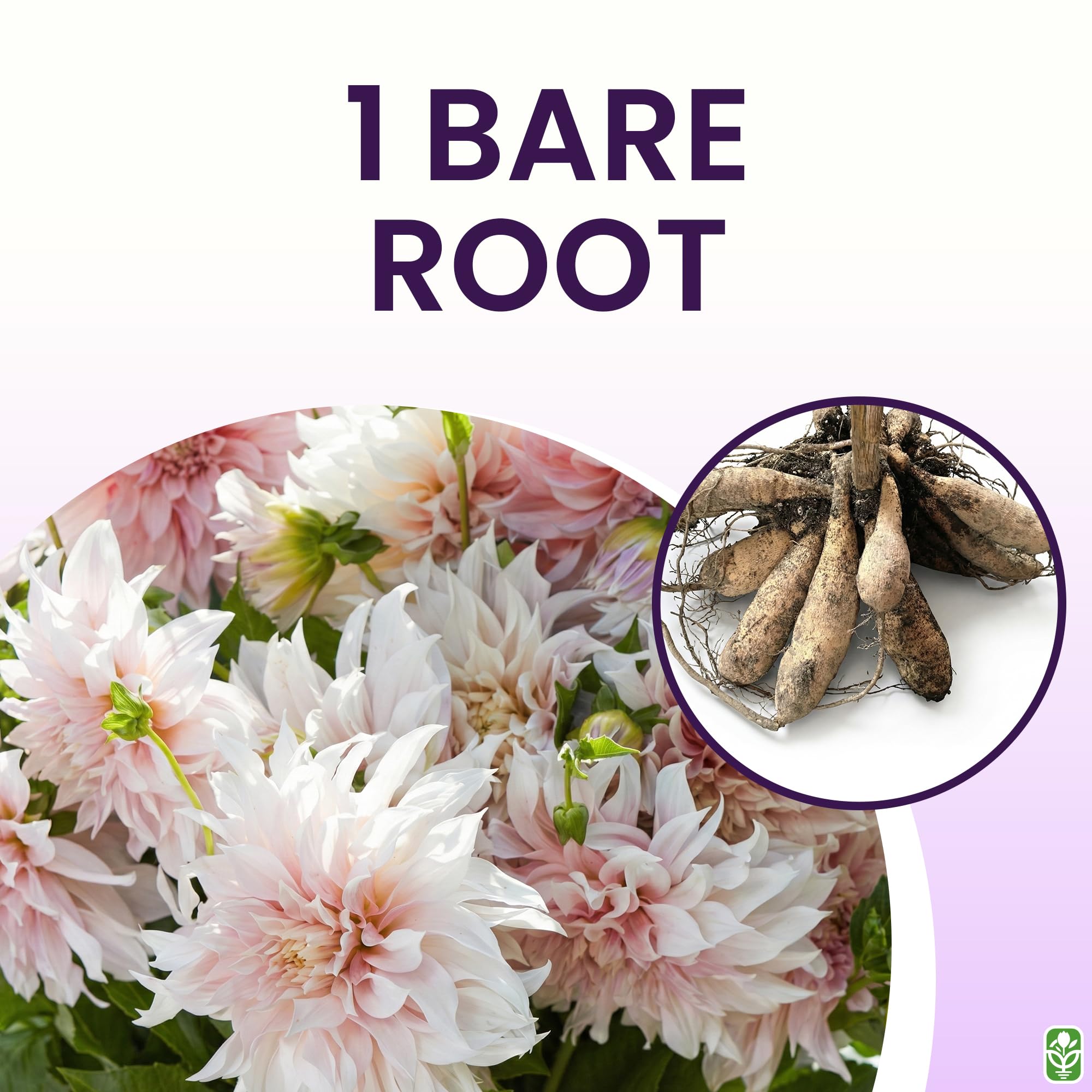 Marde Ross Cafe Au Lait stem and bloom detail showing sturdy stems for reliable cut-flower use