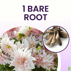 Marde Ross Cafe Au Lait stem and bloom detail showing sturdy stems for reliable cut-flower use