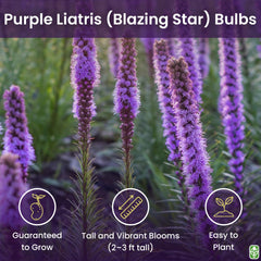 Marde Ross & Company close-up of liatris spike texture highlighting bloom detail benefit