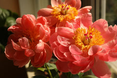 Marde Ross Coral Charm close-up of petals highlighting texture and color