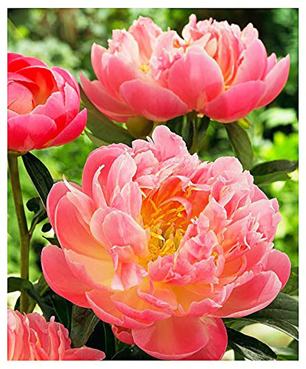 Marde Ross Coral Charm stem and foliage detail demonstrating sturdy stems