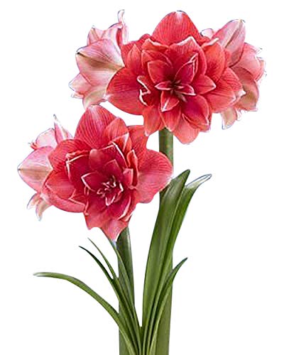 Marde Ross double pink amaryllis front view showing lush blooms and elegant height