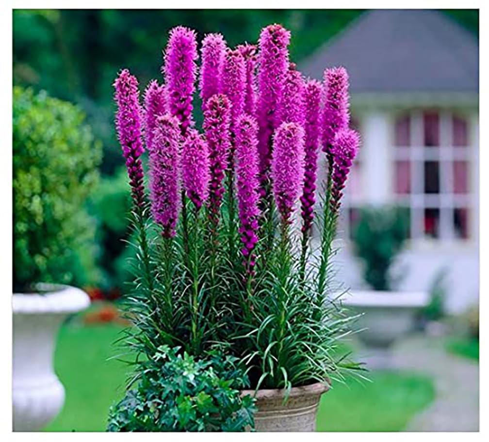 Marde Ross & Company front packaging showing vibrant purple bulbs and garden use benefit