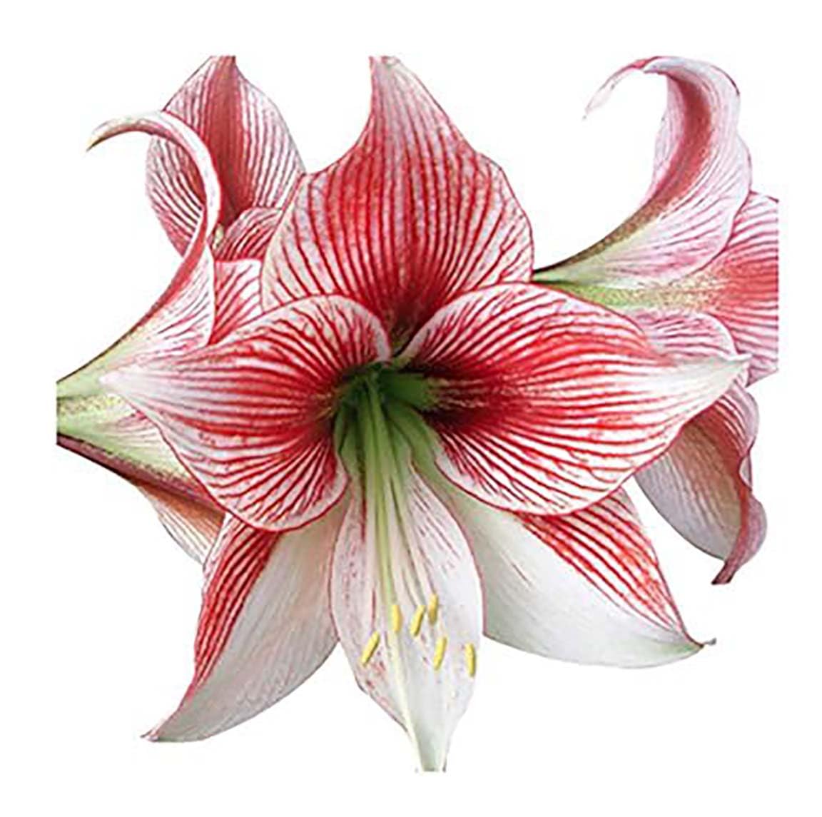Marde Ross Glee amaryllis front view showing striped blooms for dramatic display