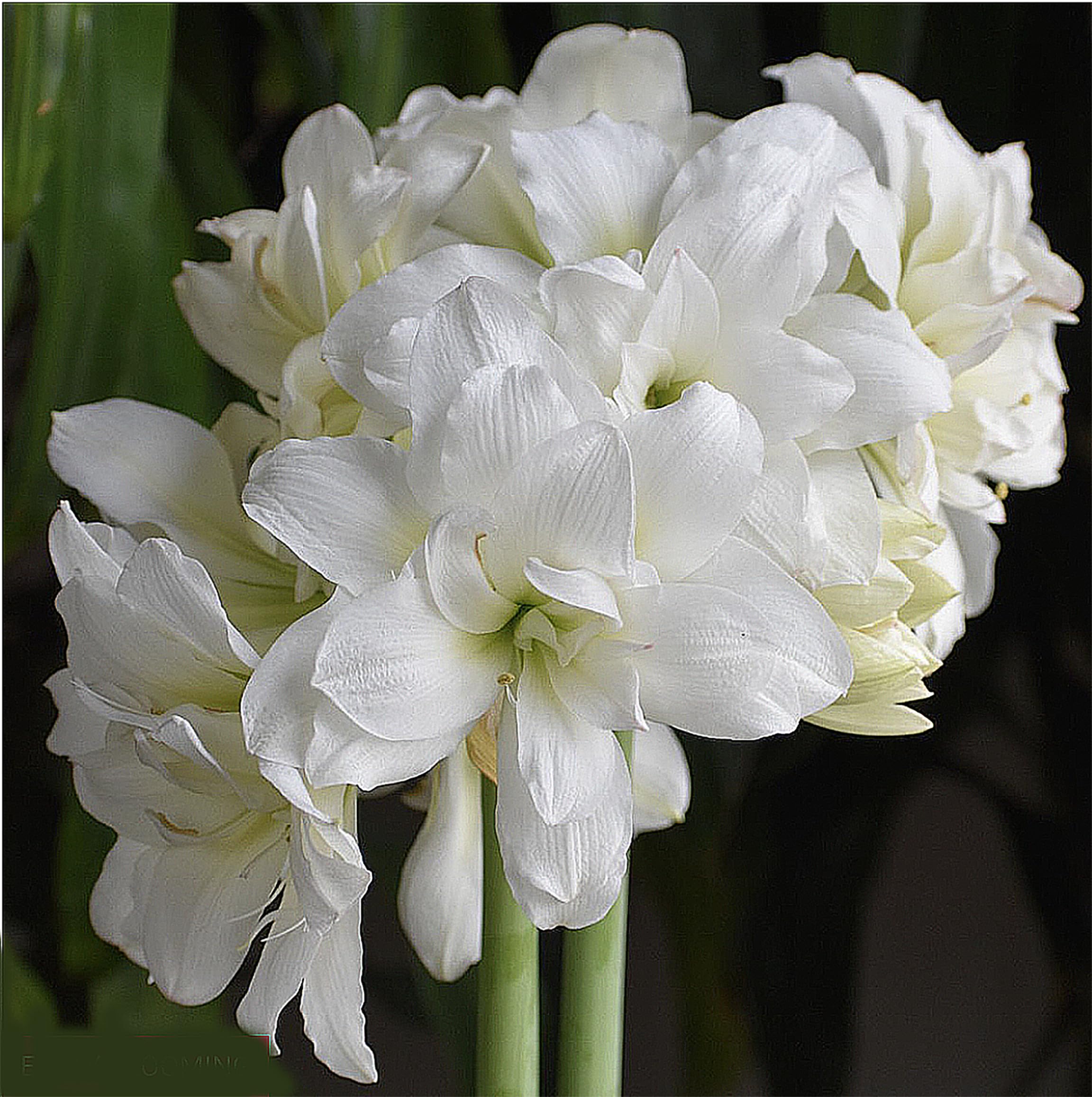 Marde Ross closeup of double white amaryllis bloom highlighting layered petals and texture