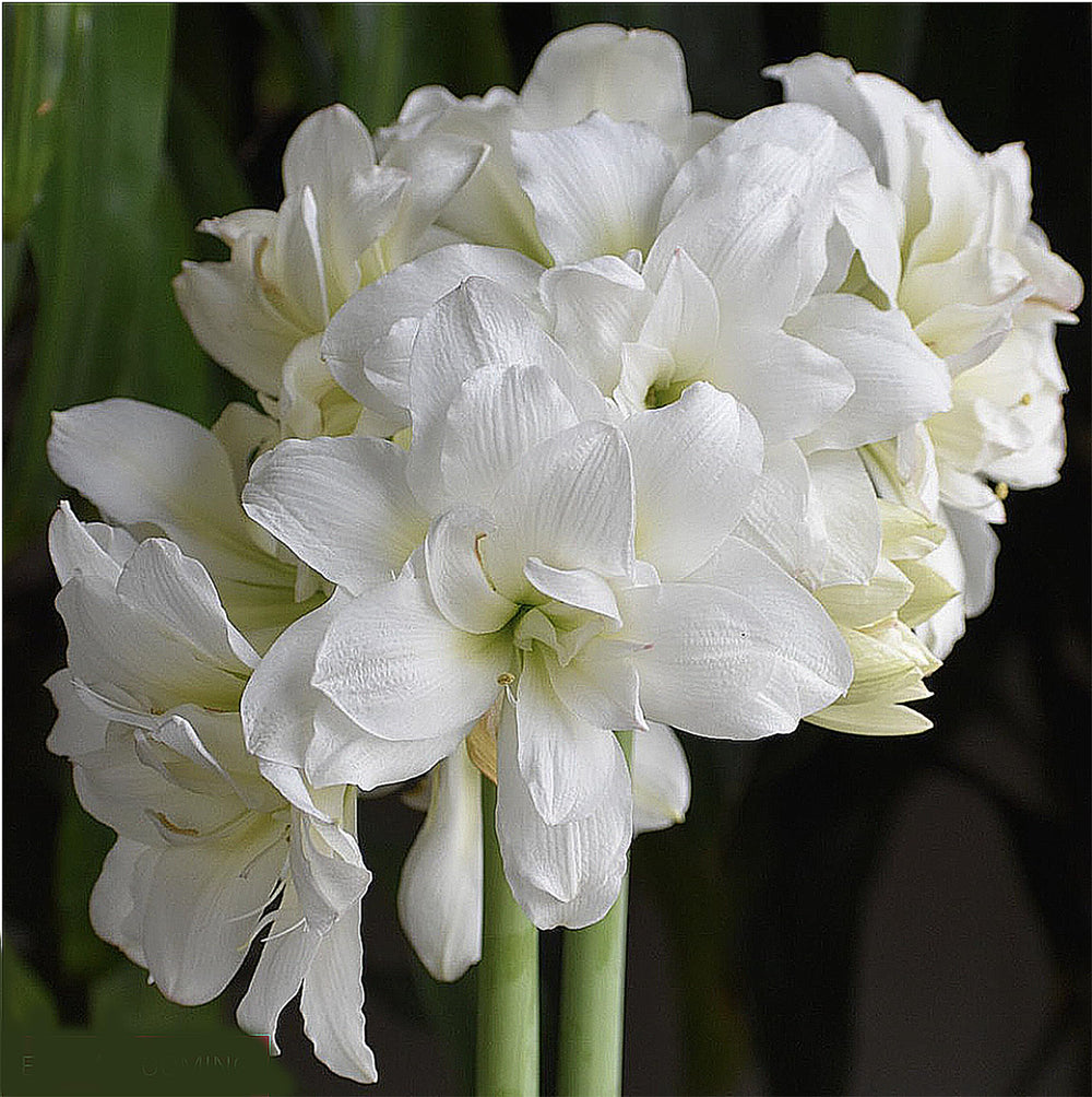 Marde Ross closeup of double white amaryllis bloom highlighting layered petals and texture