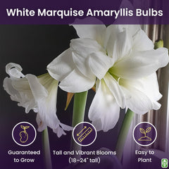 Marde Ross bare root bulb beside a ruler showing large 28–30 cm bulb size benefit