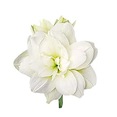 Marde Ross Marquise double white front view showing elegant full blooms and bright display