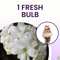 Marde Ross amaryllis potted in a decorative container ready for indoor forcing convenience