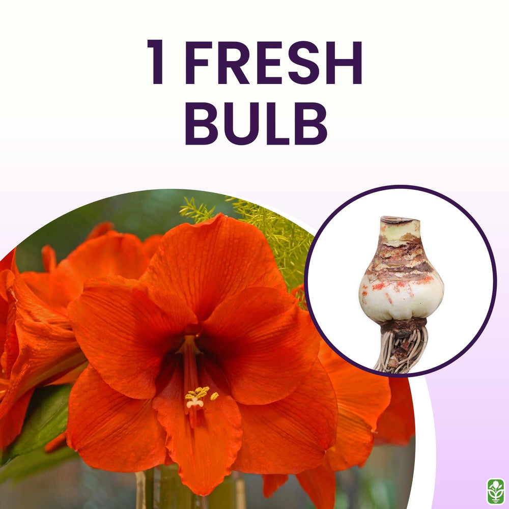 Marde Ross & Company bare-root bulb top view showing healthy 28–30 cm bulb ready to plant