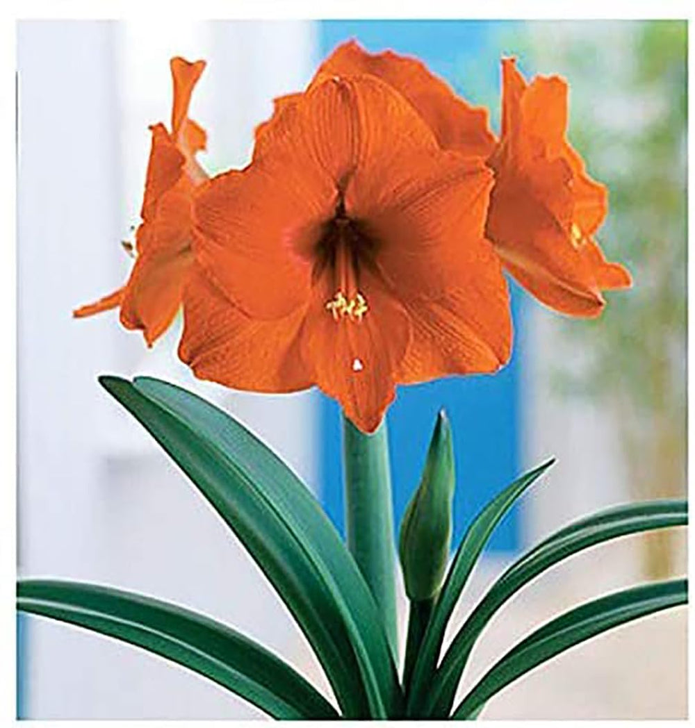 Marde Ross & Company front view of Orange Sovereign amaryllis showcasing bold orange blooms and color