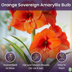 Marde Ross & Company potted Orange Sovereign styled indoors showing easy seasonal decor impact