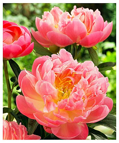 Marde Ross & Company close-up of coral-peach semi-double bloom showcasing vivid petals and cutting benefit