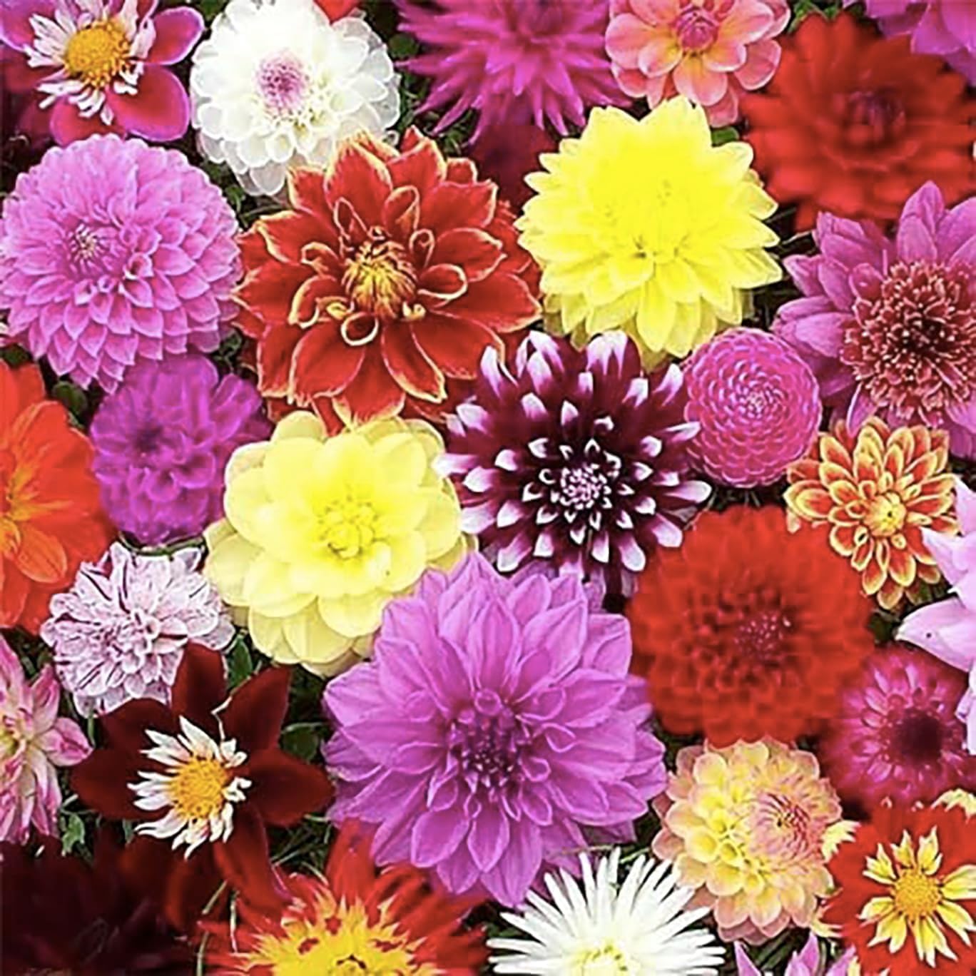 Marde Ross Pink Waterlily Dahlia petal close-up showing texture and color depth benefit