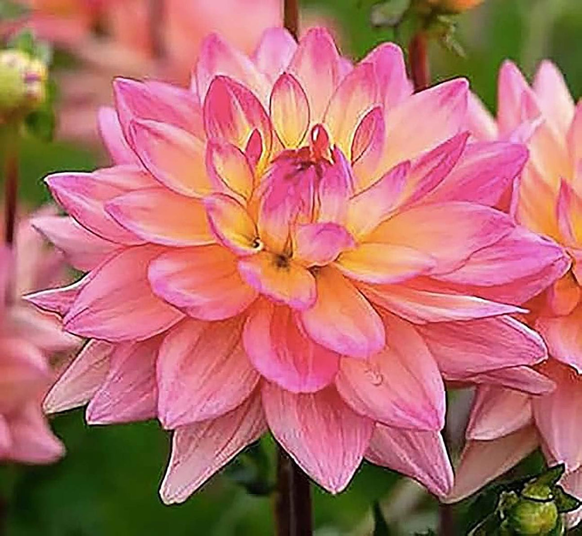 Marde Ross Pink Waterlily Dahlia front view showing full bloom benefit of instant impact