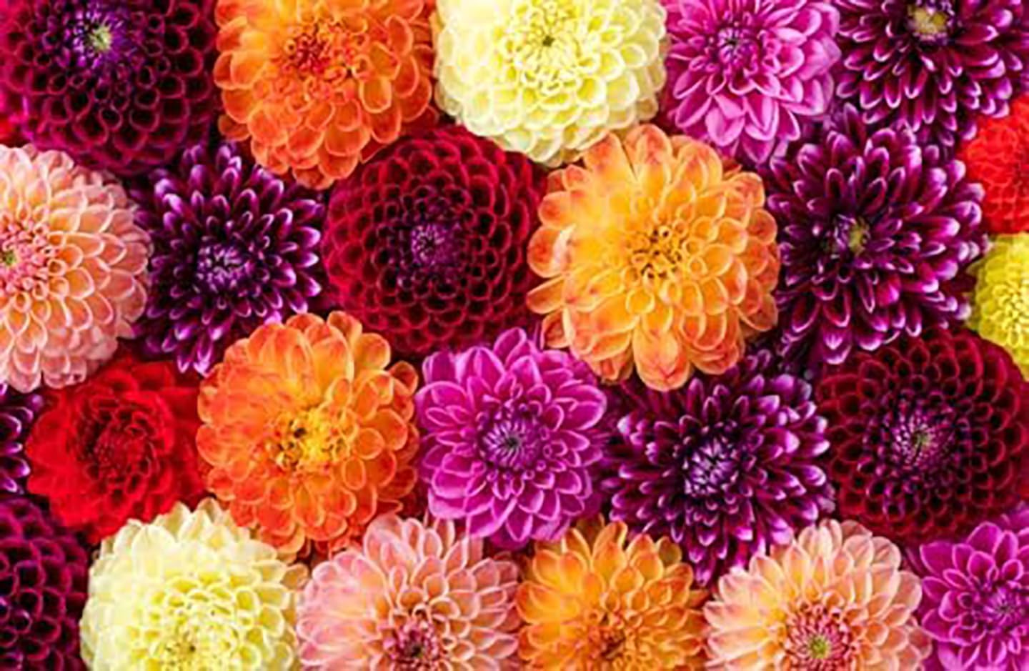 Marde Ross Pink Waterlily Dahlia planted in 5-gallon pot showing container-ready benefit