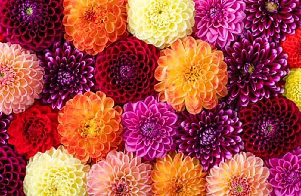Marde Ross Pink Waterlily Dahlia planted in 5-gallon pot showing container-ready benefit