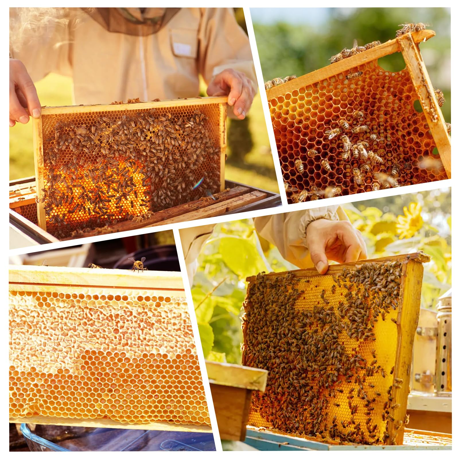MayBee frames in hive during inspection illustrating faster comb building