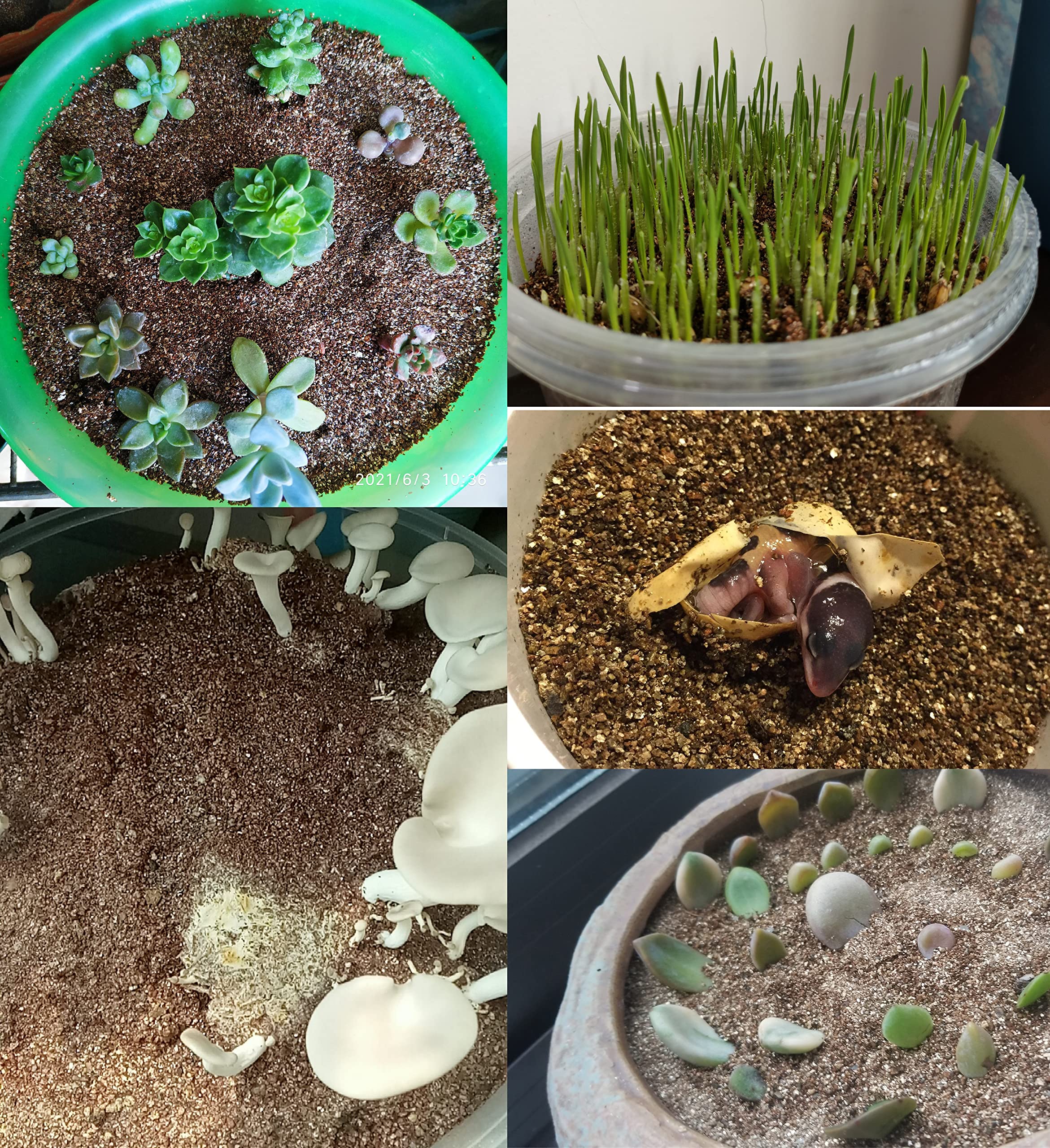 Container garden with MDPQT vermiculite delivering balanced moisture and roots
