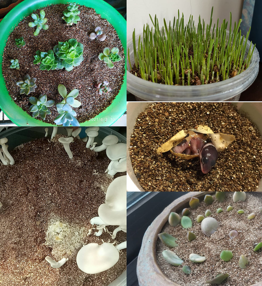 Container garden with MDPQT vermiculite delivering balanced moisture and roots