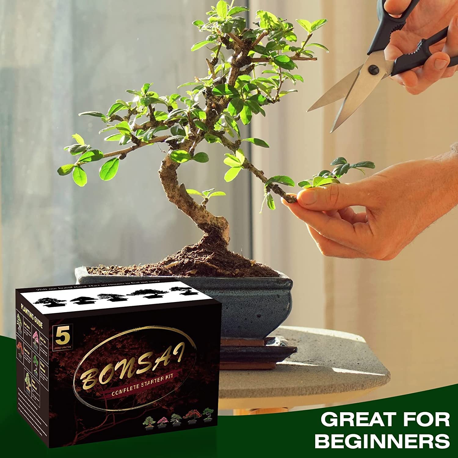 Meekear seeds planted in a pot showing early growth and beginner-friendly setup