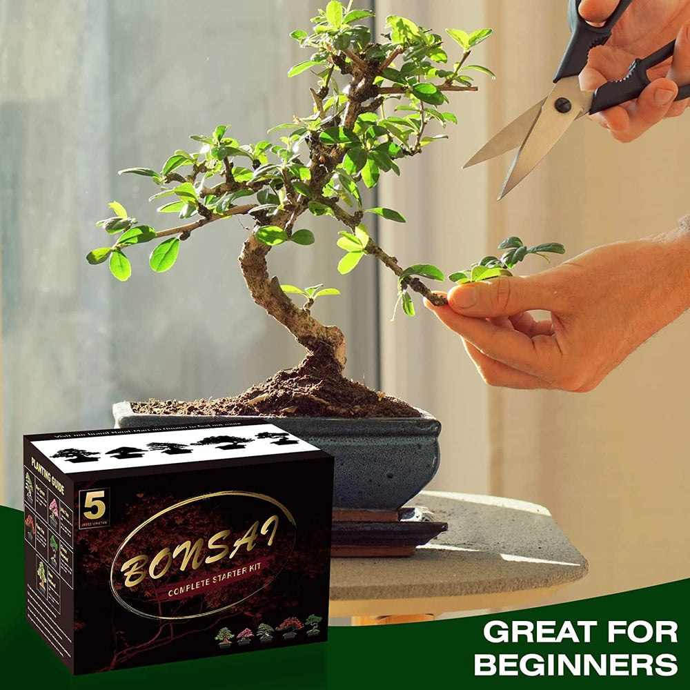 Meekear seeds planted in a pot showing early growth and beginner-friendly setup