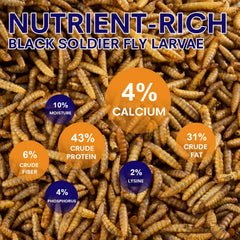MEILLEURE close-up of dried BSFL texture highlighting natural nutrition