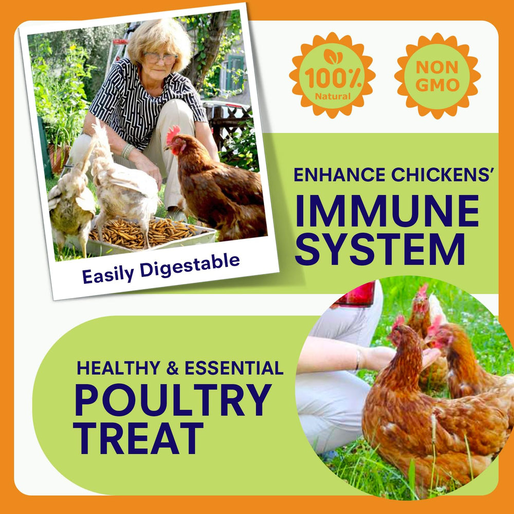 MEILLEURE hens eating BSFL demonstrating improved feeding acceptance