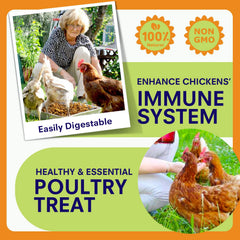 MEILLEURE hens eating BSFL demonstrating improved feeding acceptance