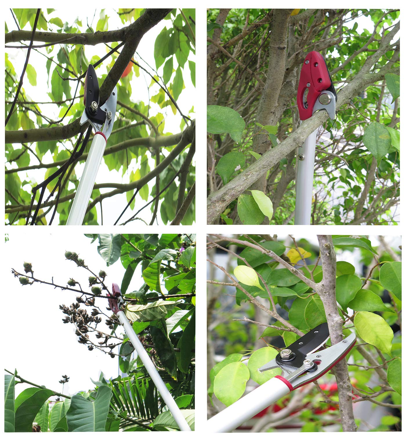 Mesoga tool in use harvesting fruit safely without a ladder