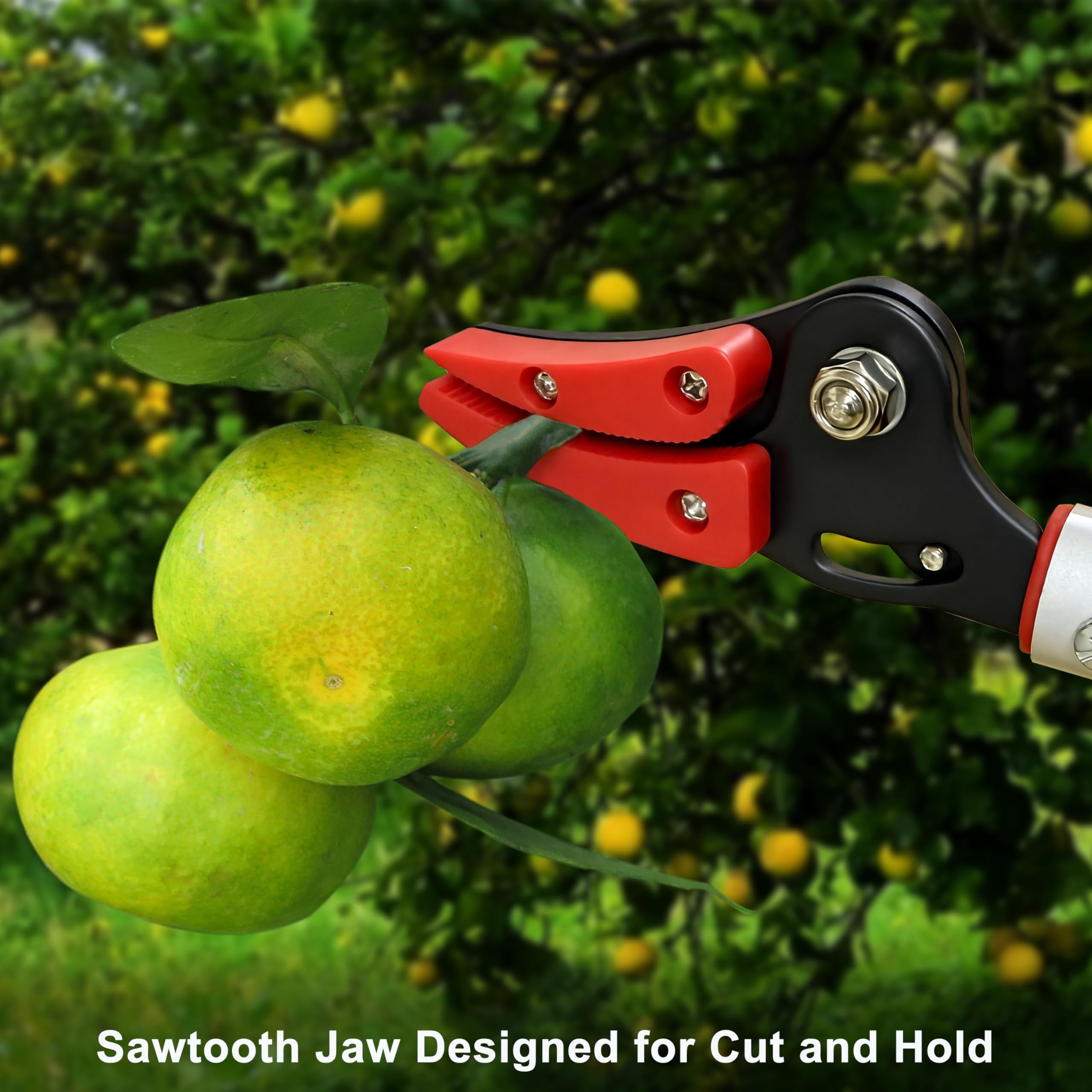 Mesoga pruner in use harvesting fruit illustrating ease and control