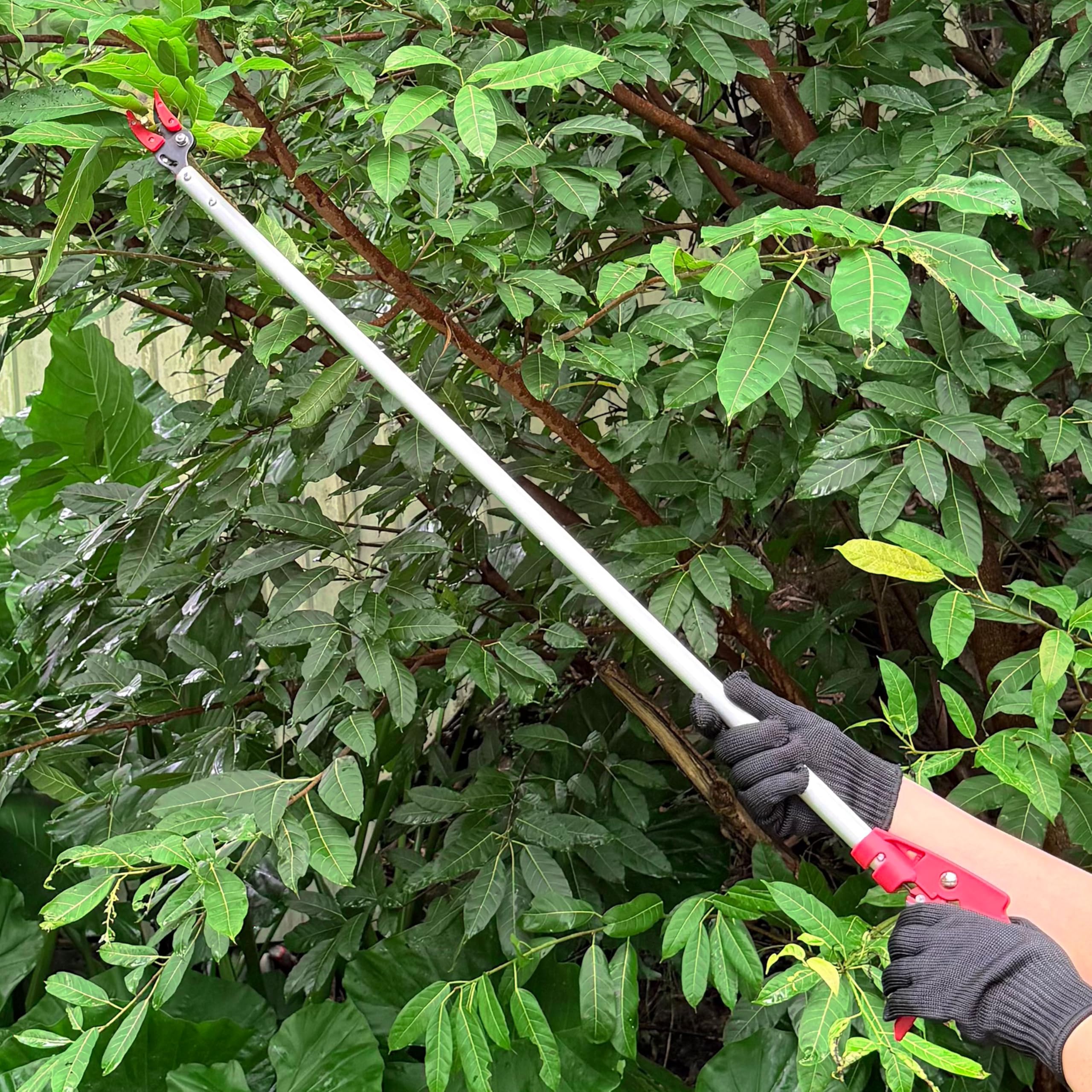 Mesoga pruner next to ruler showing compact lightweight portability