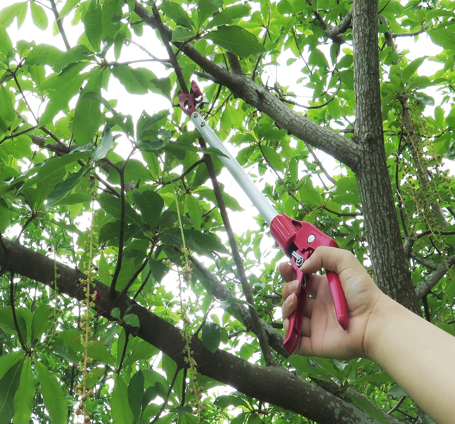 Mesoga held in hand showing scale and easy one-handed control