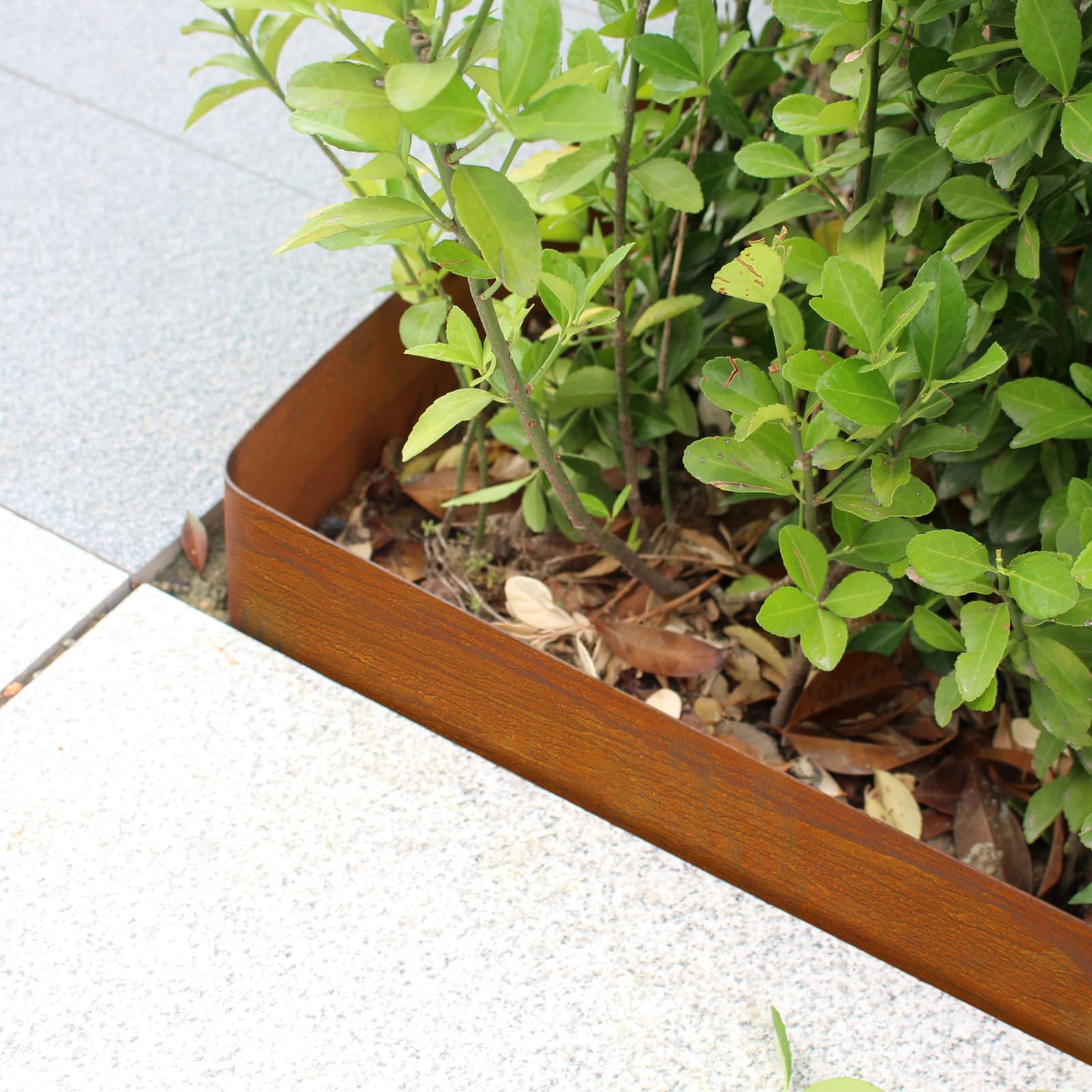 Meyoppm height comparison with foot to show 6-inch garden edge