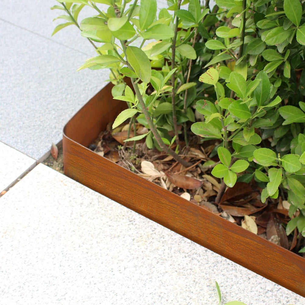 Meyoppm height comparison with foot to show 6-inch garden edge