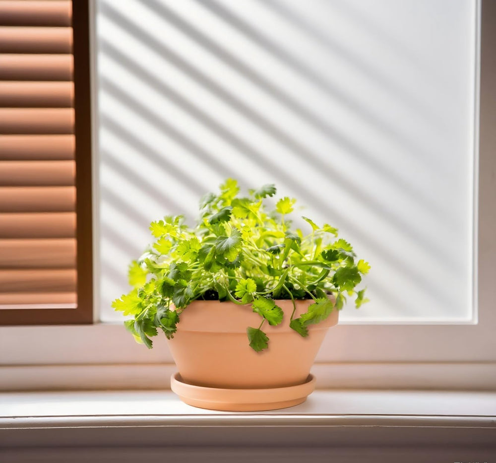 Mezchi outdoor patio display showing pots enhancing garden styling