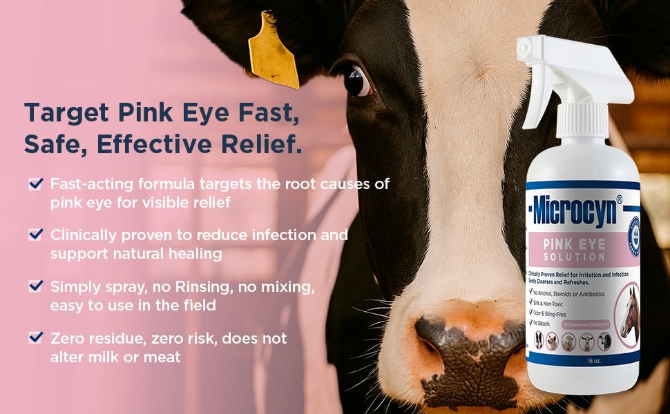 Microcyn eye rinse demonstration on cattle showing safe, targeted application comfort