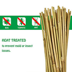 Mininfa bamboo stake beside ruler showing 6-foot scale accuracy